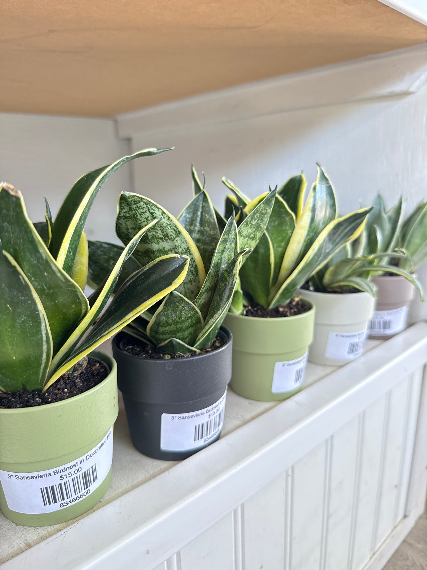 3” Sansevieria Birdnest in Decorative Pot