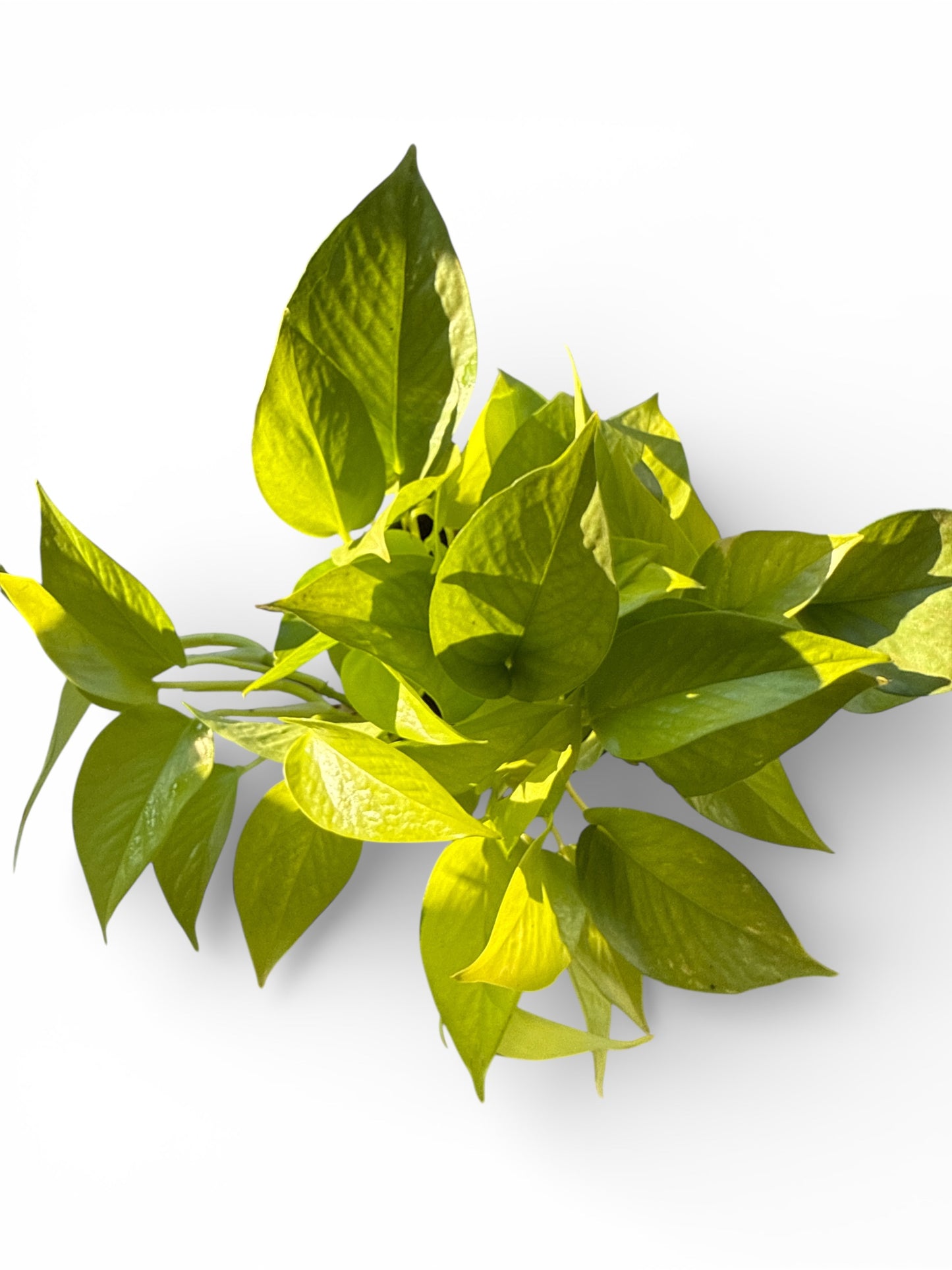 6" Pothos Neon