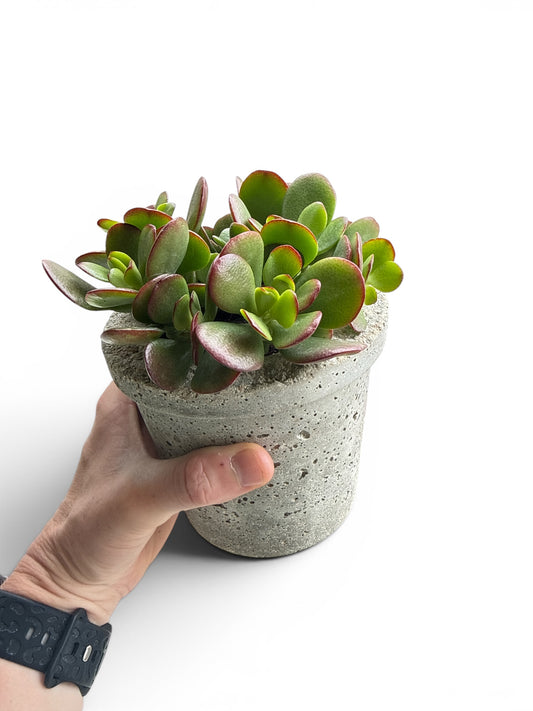 4” Palmetto Planters w/Jade
