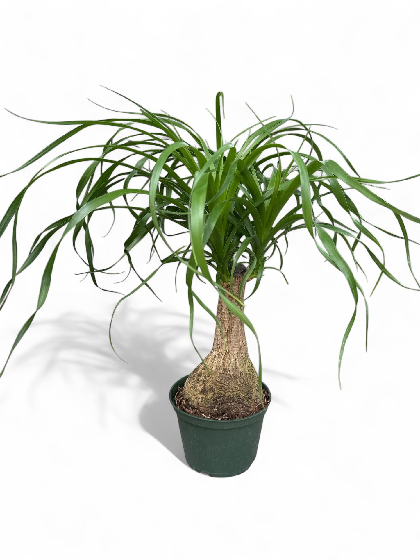 6" Palm Ponytail Stump