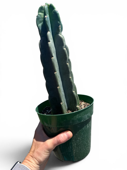 6" Cactus Cuddley