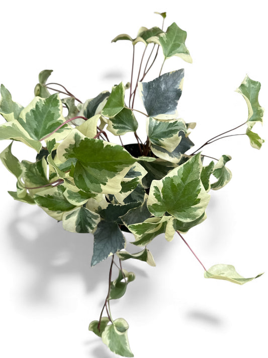 6” Ivy Algerian Variegated