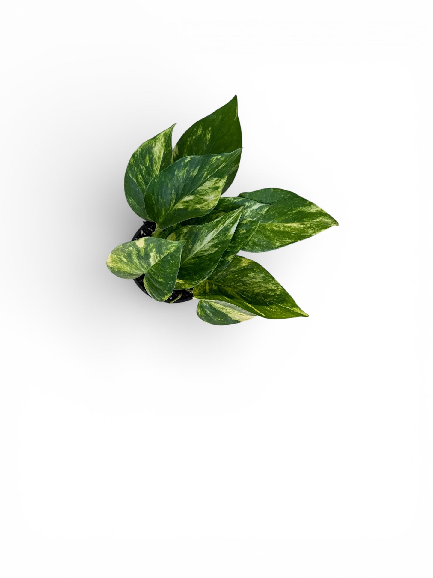4" Pothos Hawaiian