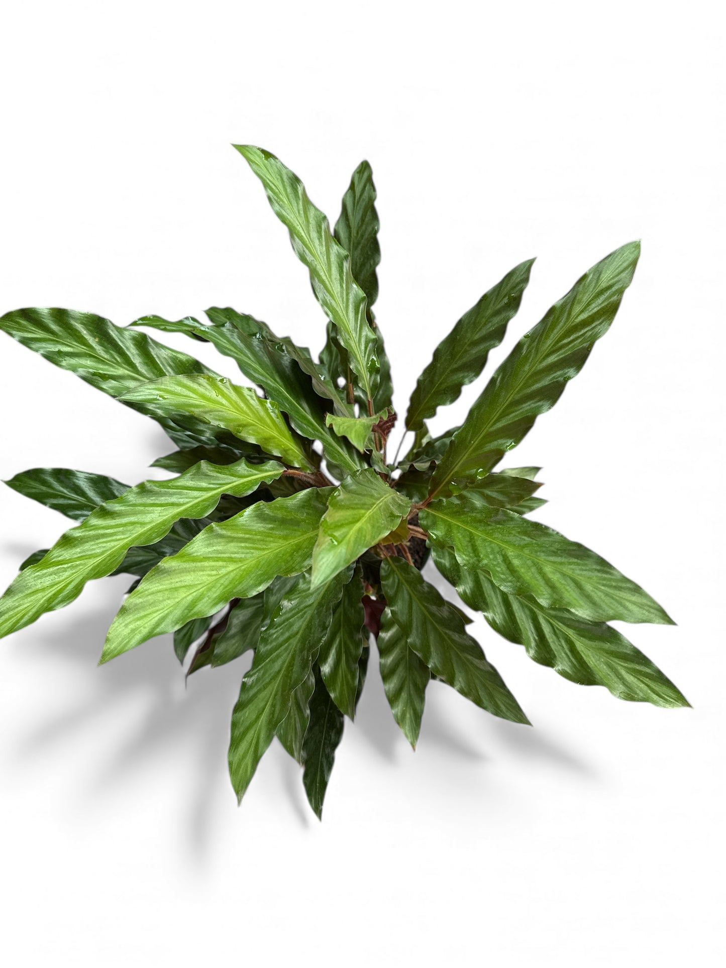 6” Calathea Rufibarba