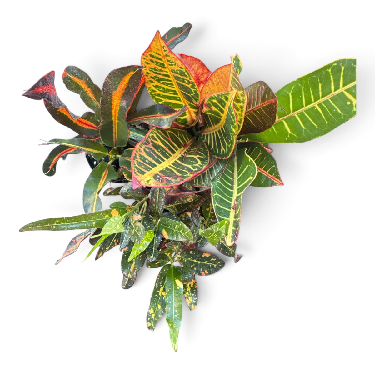 4" Croton Assorted
