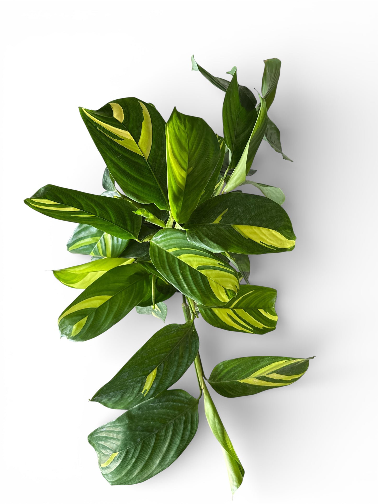 10" Lubbersiana Brazilian Snow