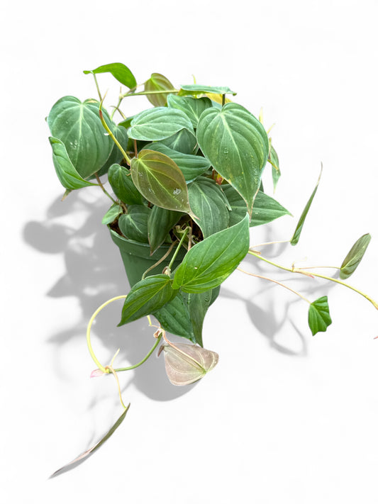 6” Philodendron Micans