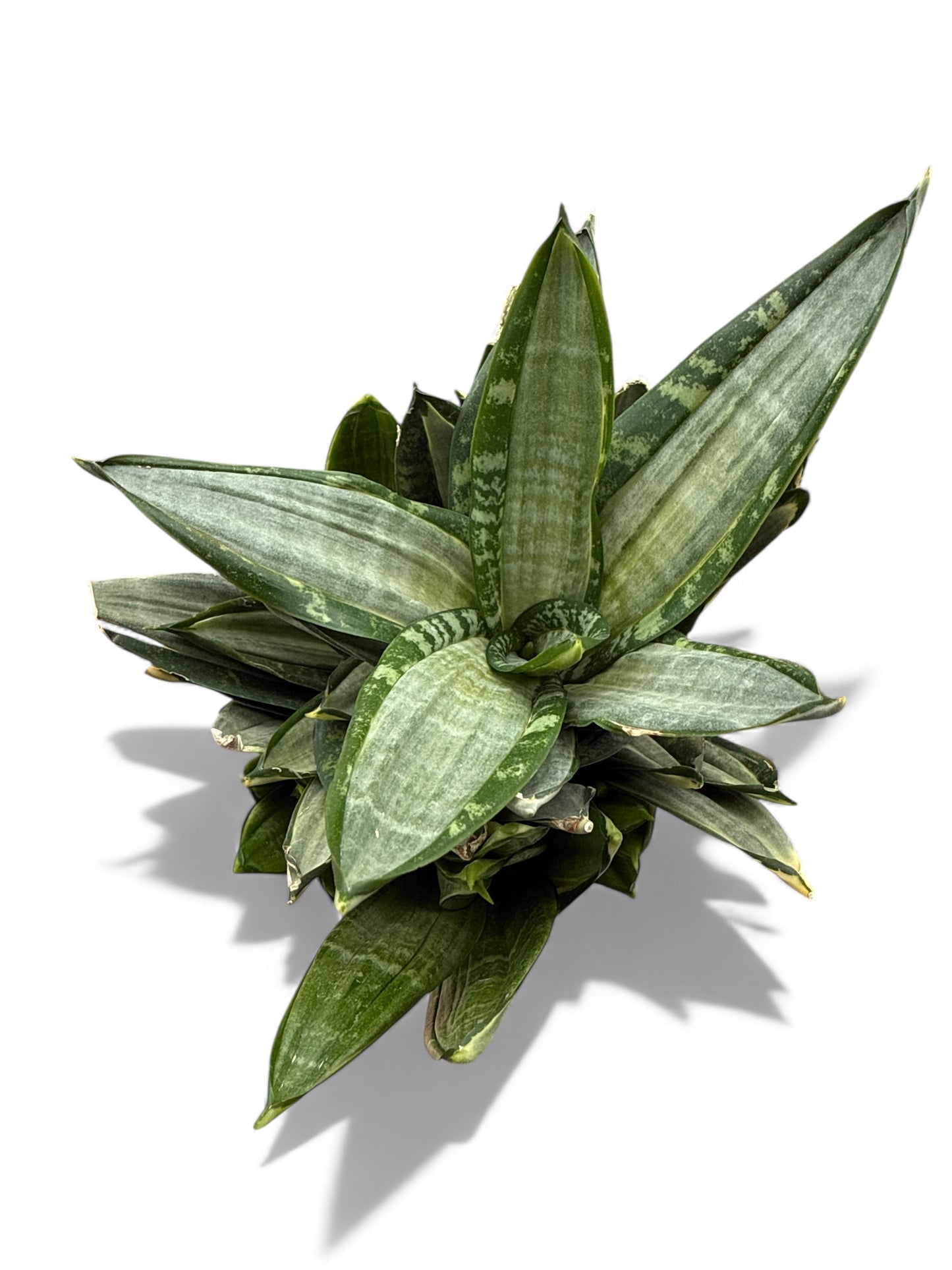 5” Sansevieria Birdnest Silver Frost