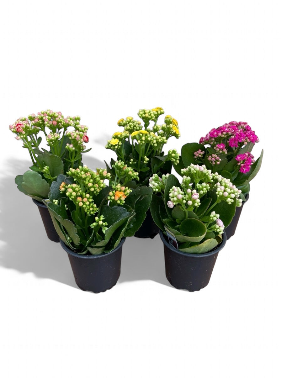 4” Kalanchoe