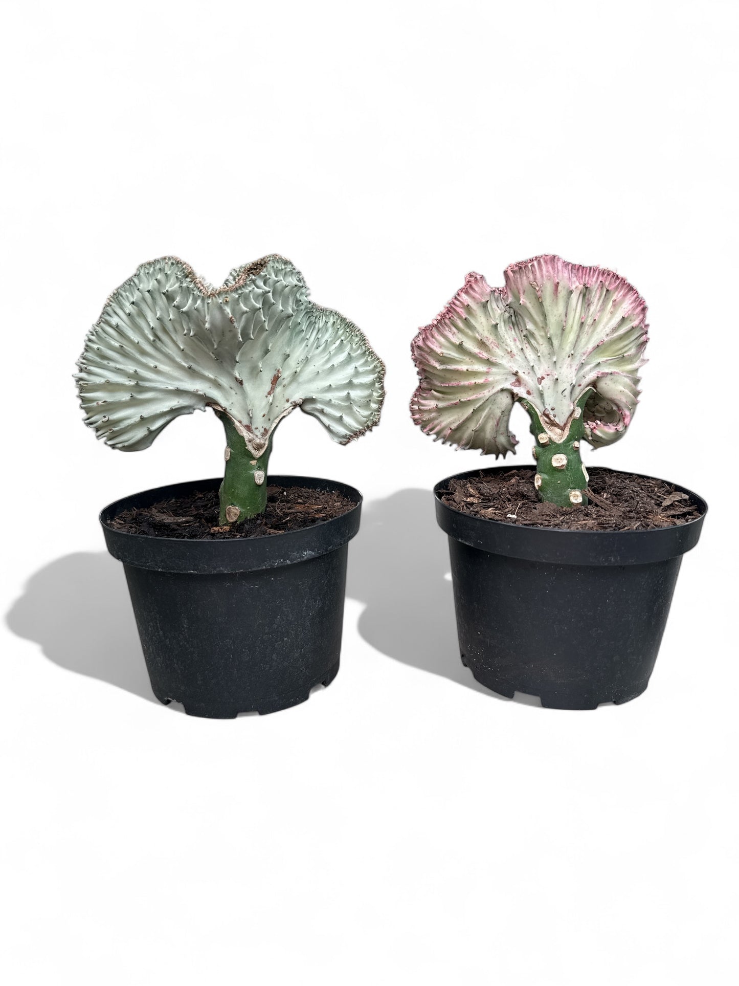 6" Cactus Euphorbia Grafted