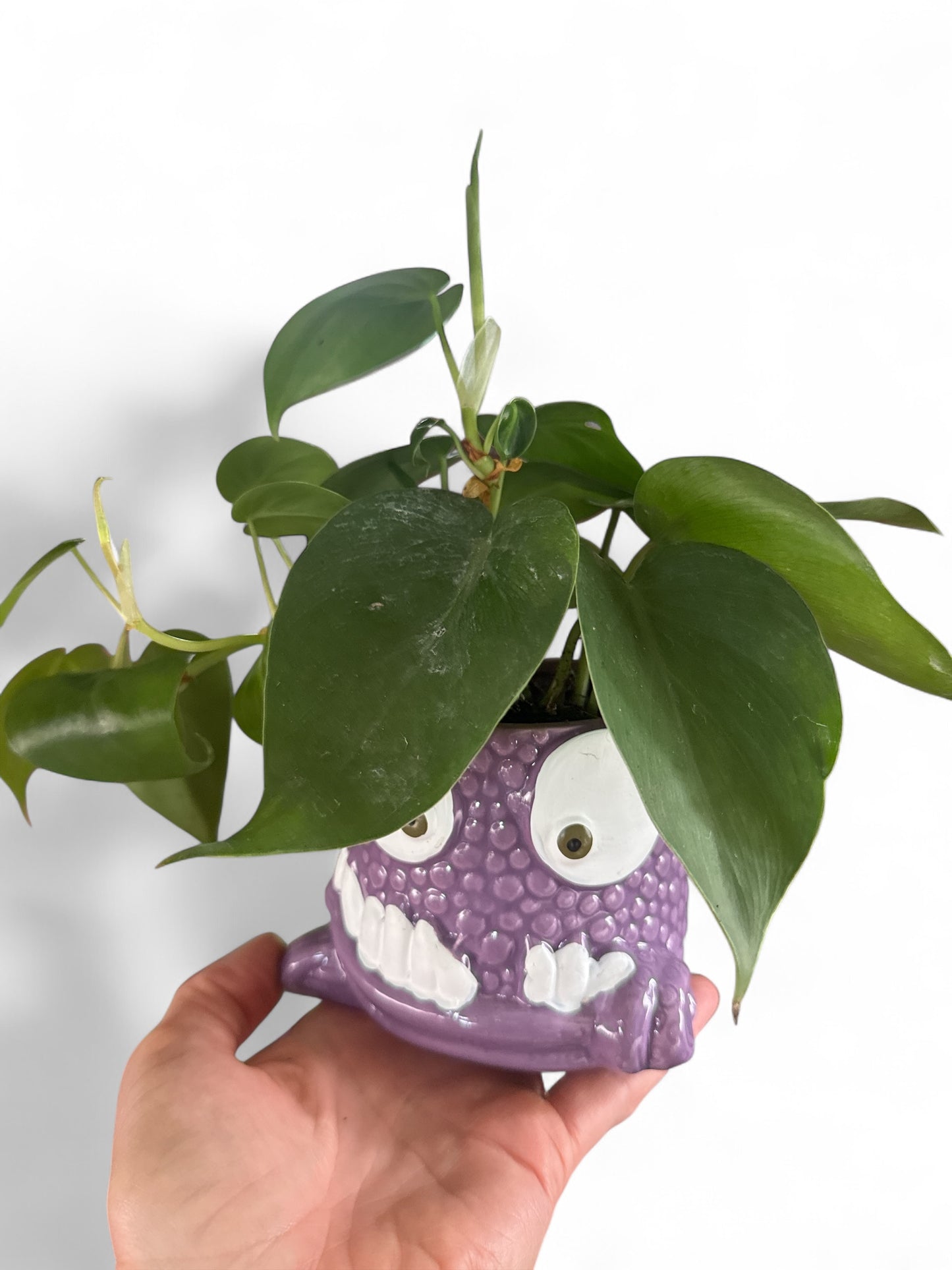 3.5” Snaggle Tooth Planter