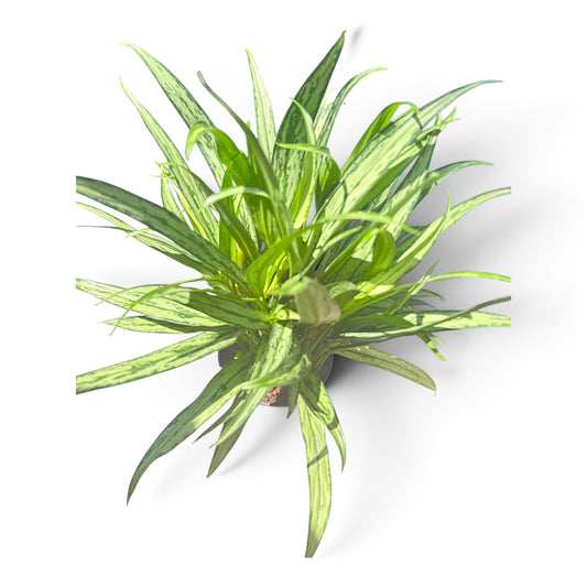 6" Aglaonema Cutlass