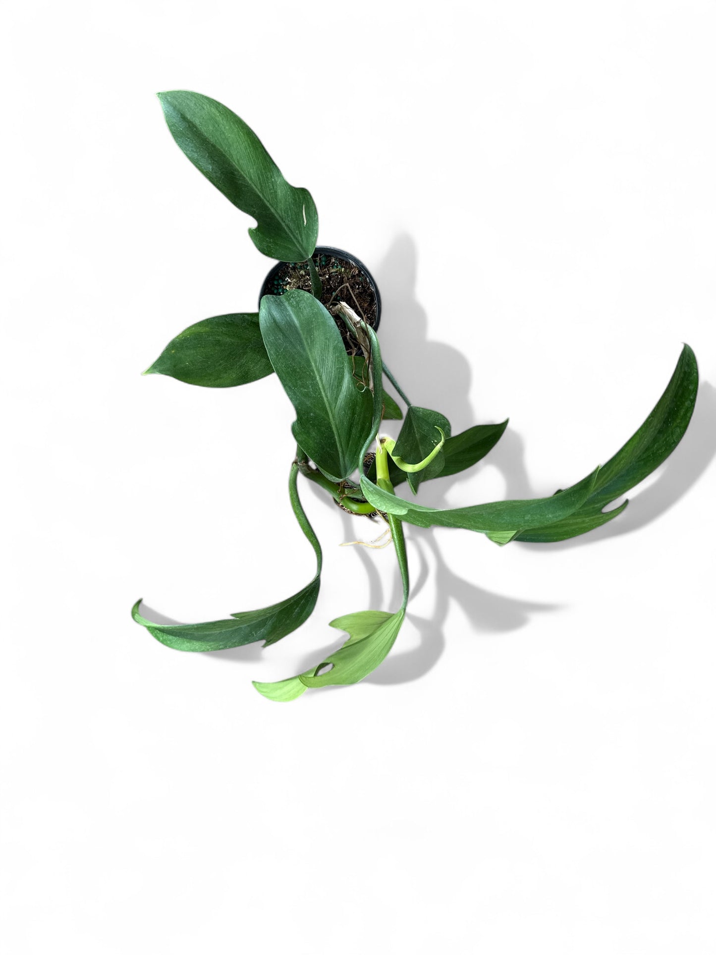 4” Philodendron Panduriforme