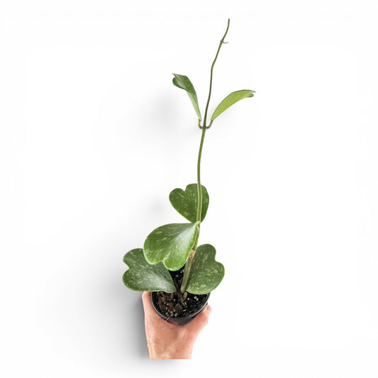 4" Hoya Kerri Heart Splash