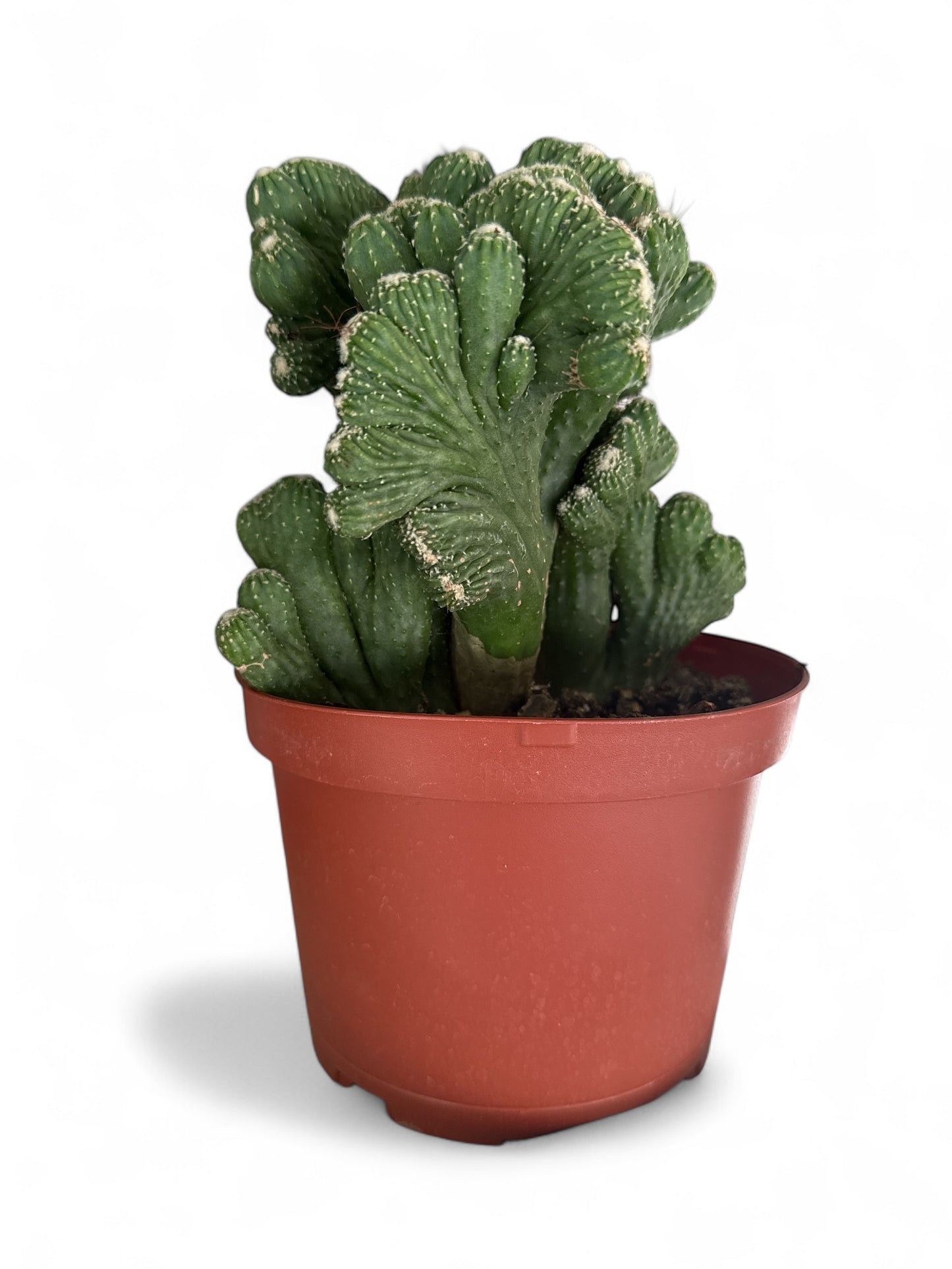 6” Cactus Cereus Monstrosus