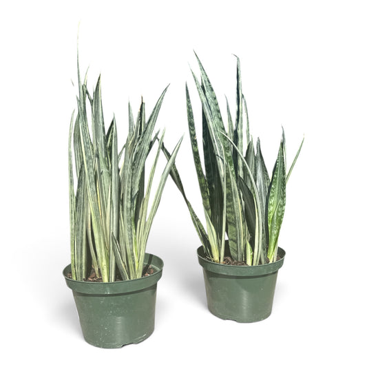 8" Sansevieria Bantel