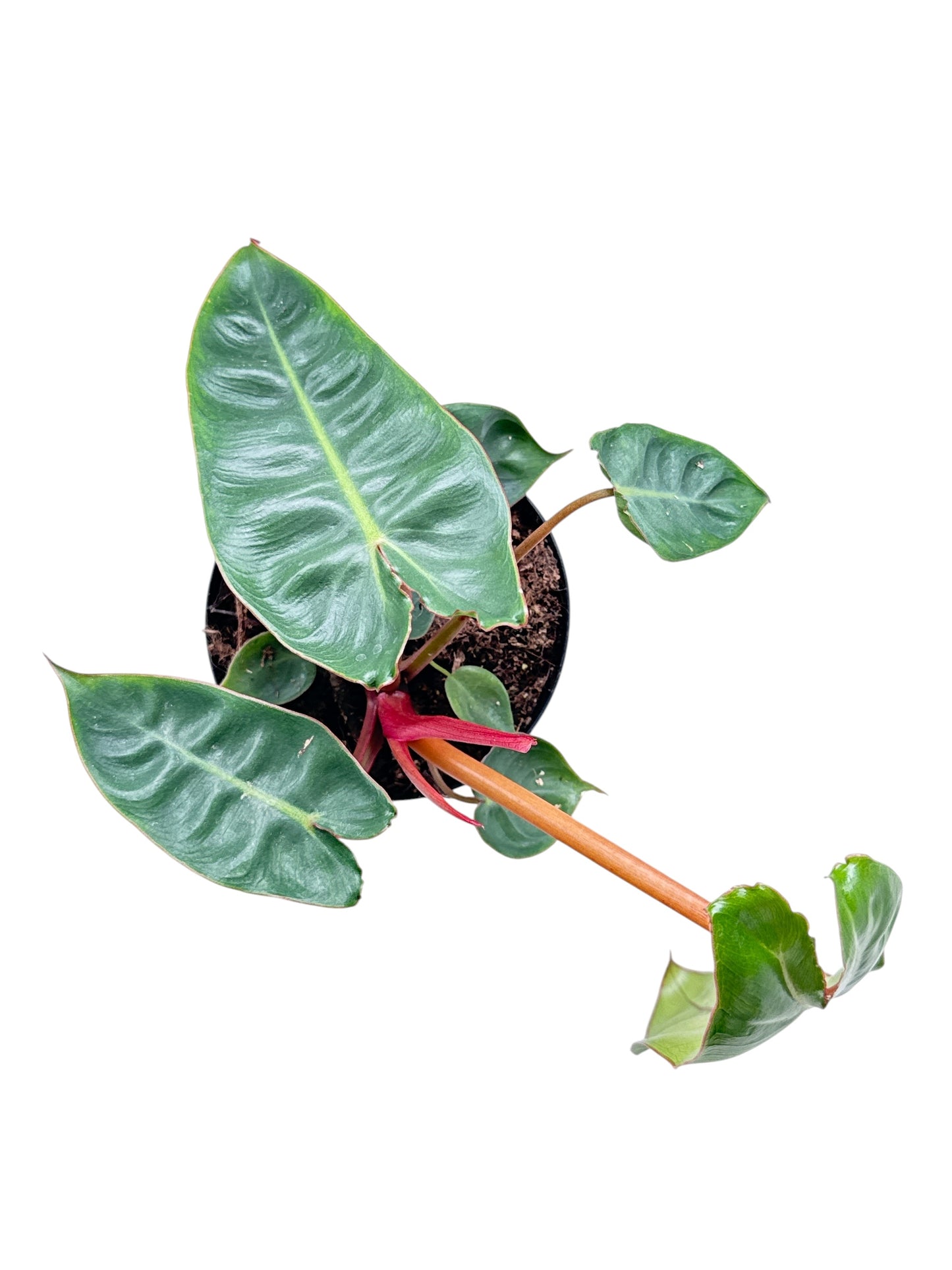 4" Philodendron Billietiae