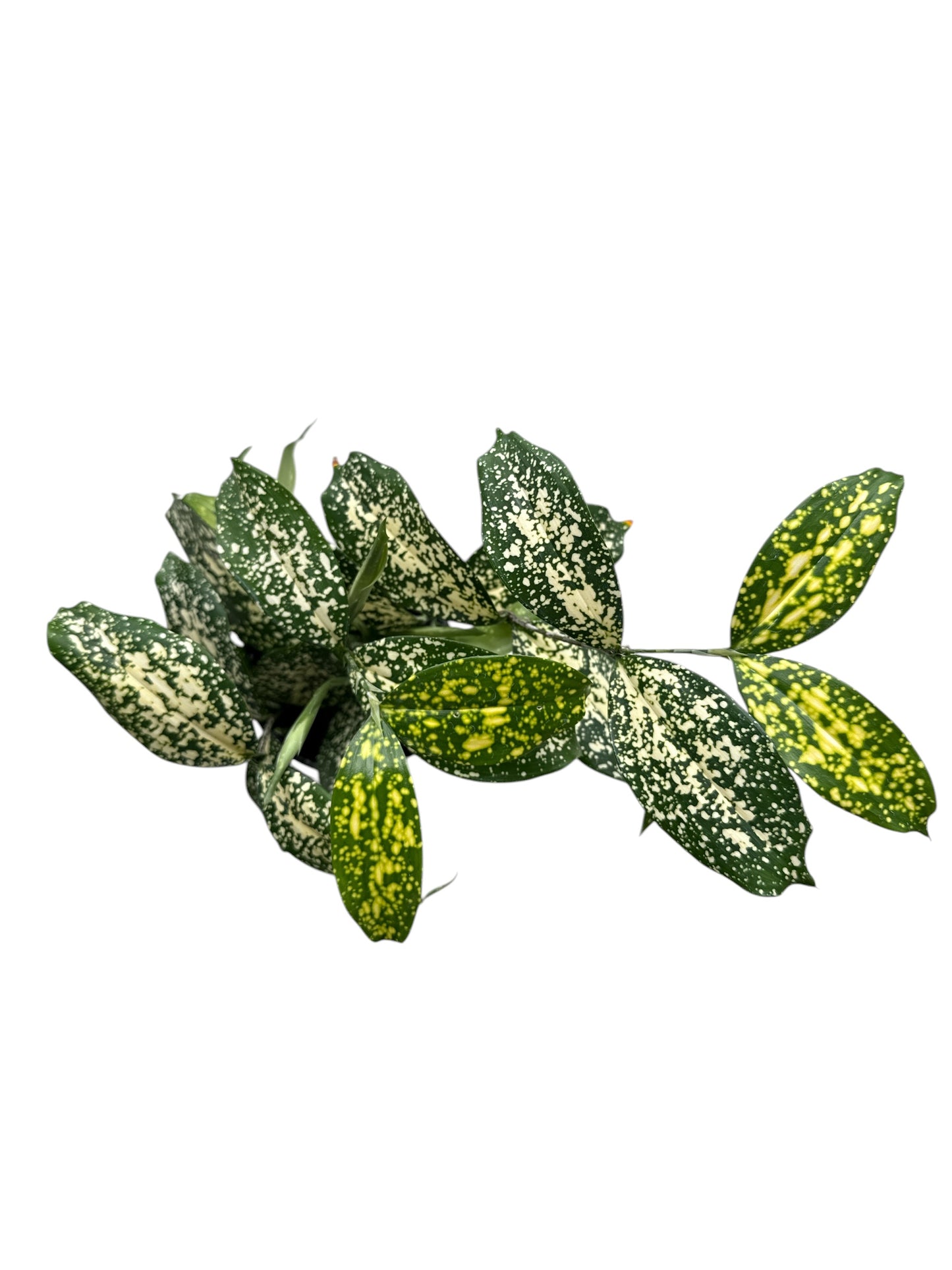 4" Dracaena Florida Beauty
