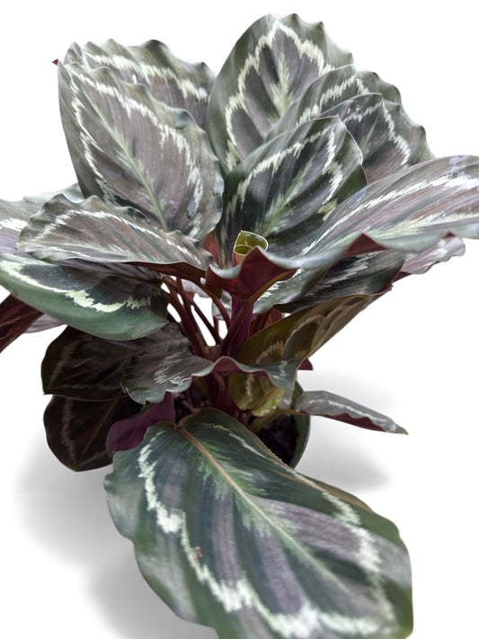 6” Calathea Medallion