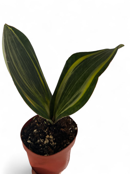 6" Sansevieria Whale Fin