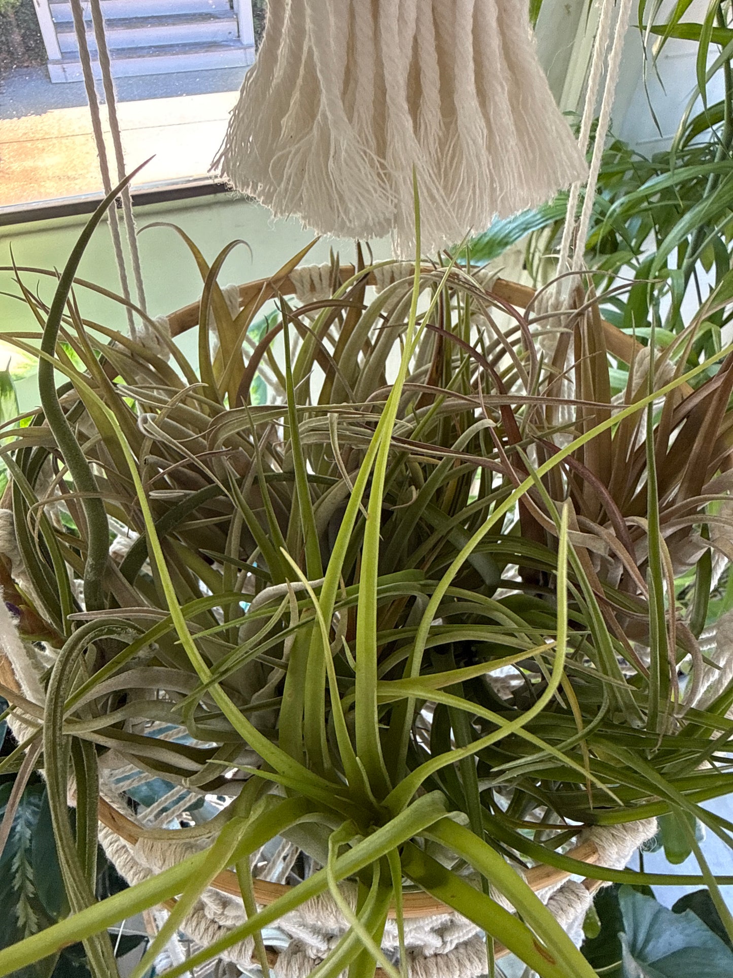 TILLANDSIA 3”