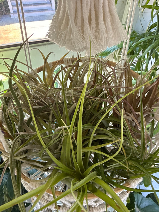 TILLANDSIA 3”