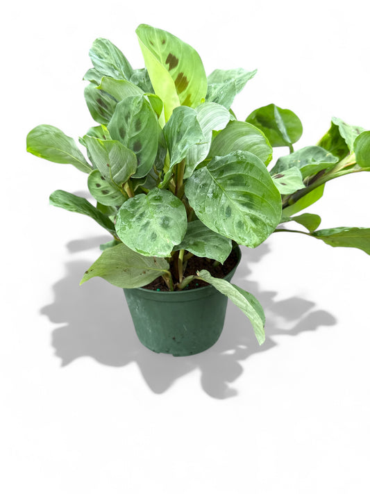 6" Maranta Green