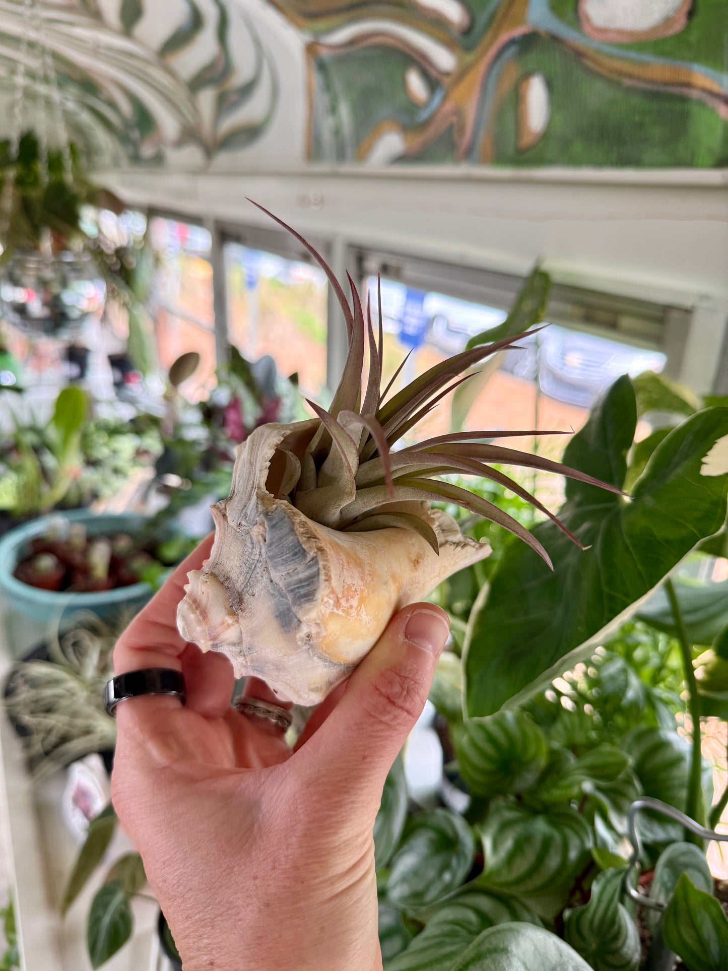 Conch Shell