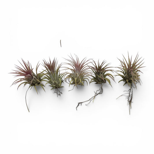 TILLANDSIA RUBRA COMPACTA