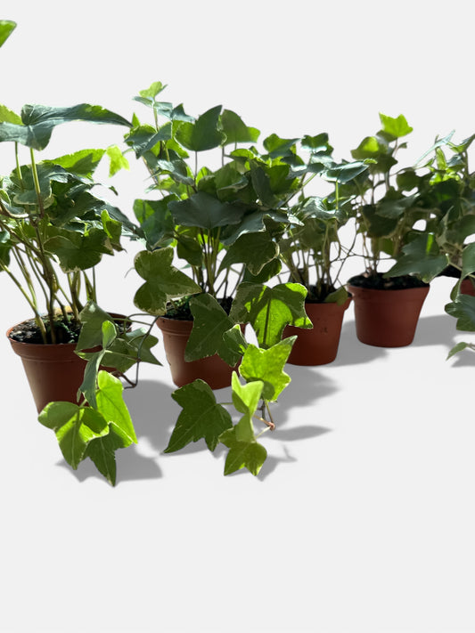3” English Ivy