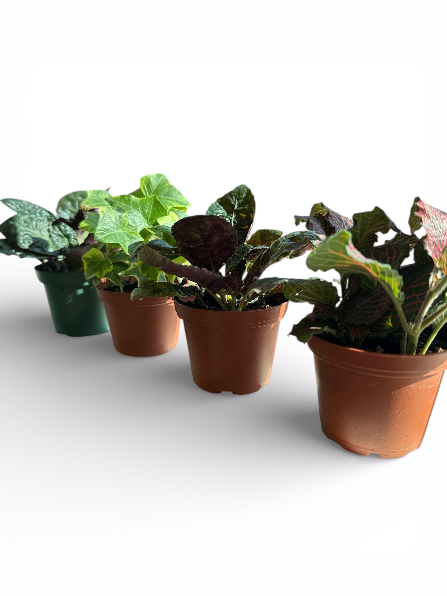 3” assorted plants