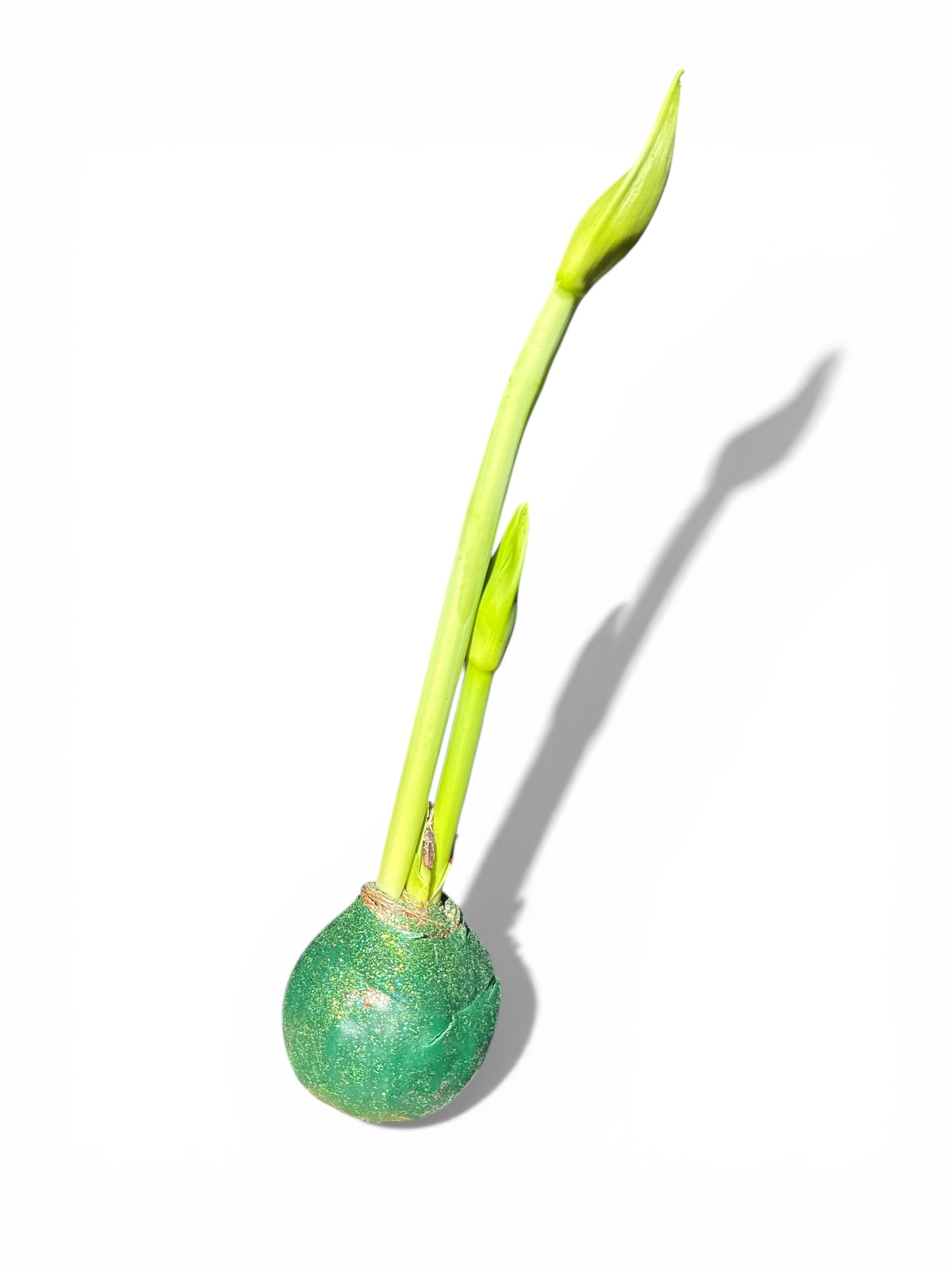 Amaryllis Bulb (Green Glitter)