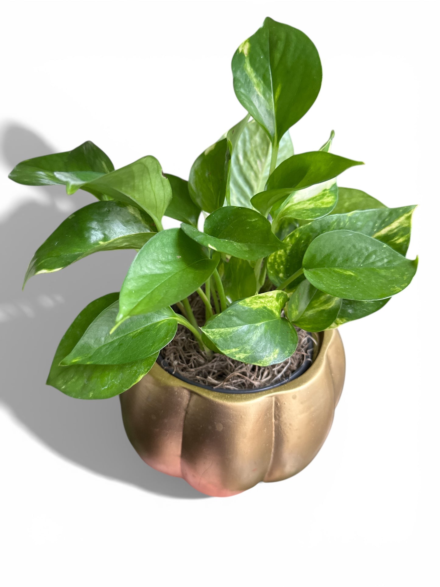 5.5" decor w/Pothos
