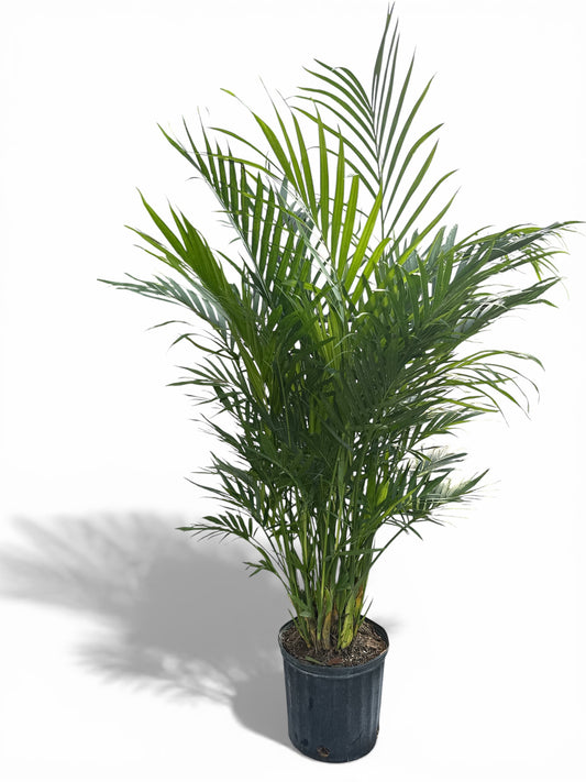 10" Palm Cat