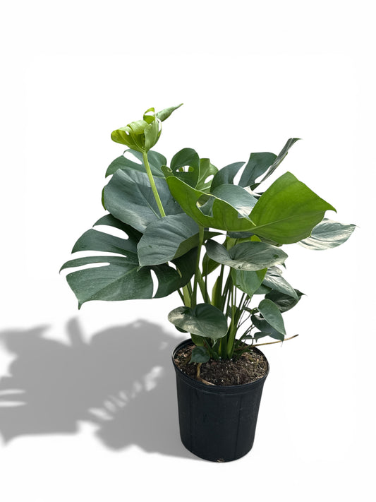10" Philodendron Split Leaf / Monstera