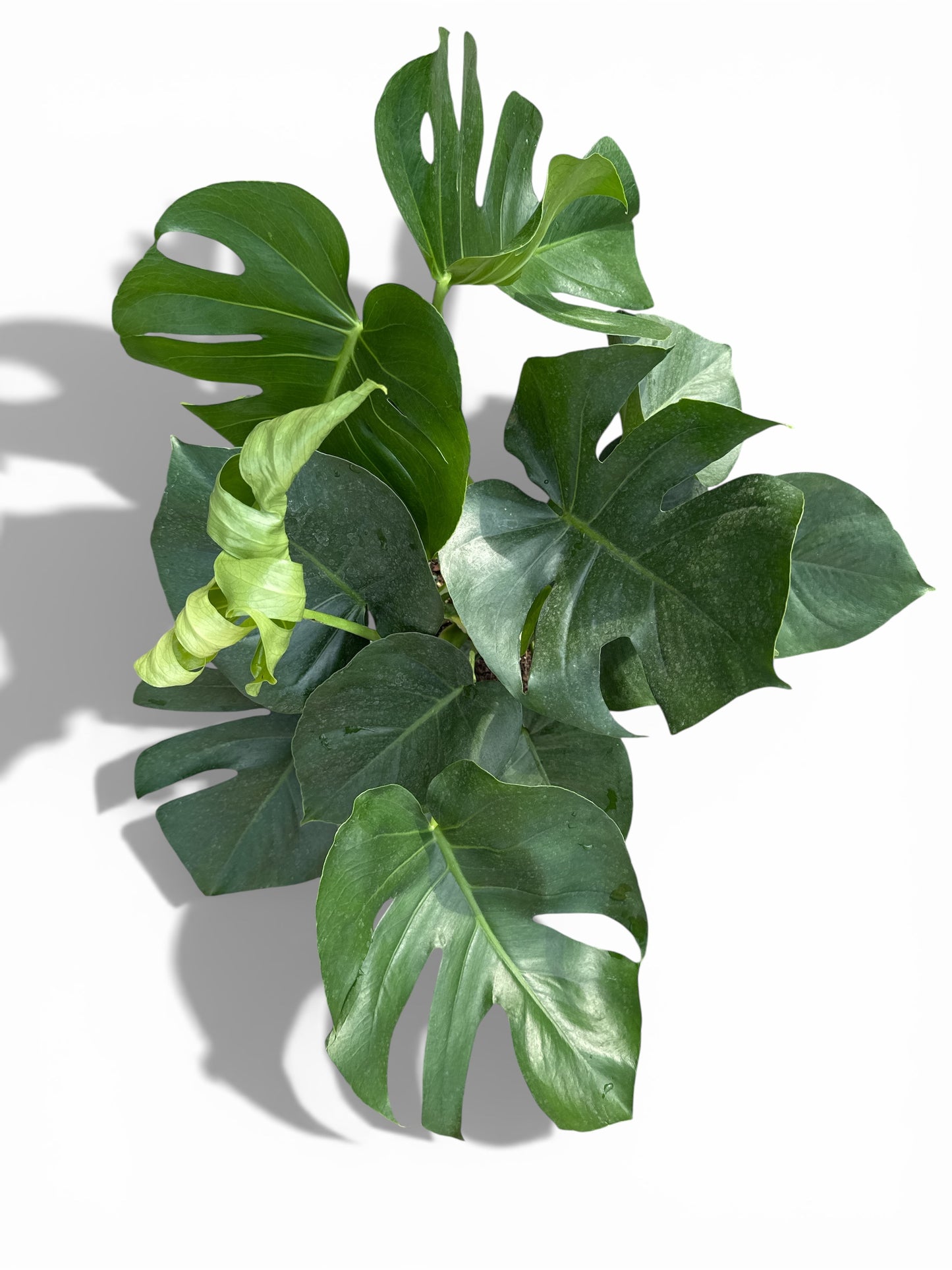 10" Philodendron Split Leaf / Monstera
