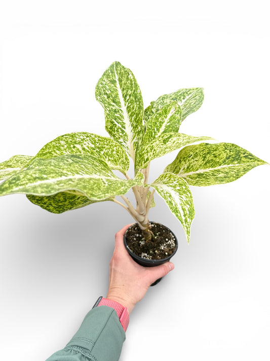 4" Aglaonema White Laksap