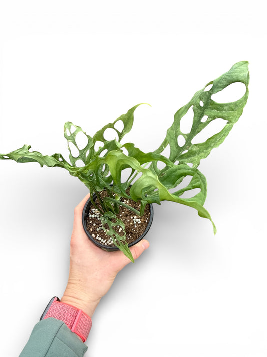 4" Monstera Obliqua Peru