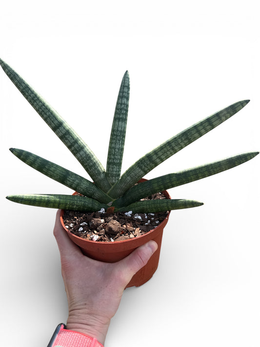 6" Sansevieria Boncellensis Starfish
