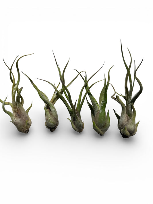TILLANDSIA CAPUT MEDUSAE