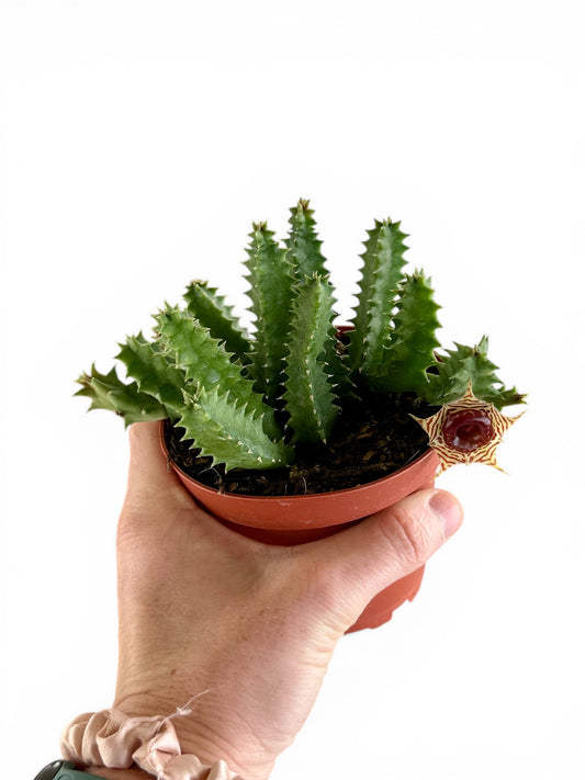 4” Cactus Lifesaver