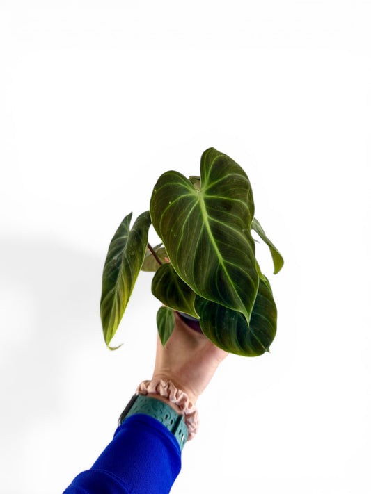 4" Philodendron El Choco Red