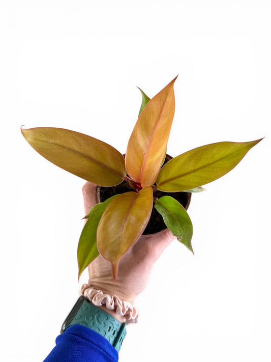 4” Philodendron Prince of Orange