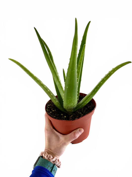 6” Aloe Vera