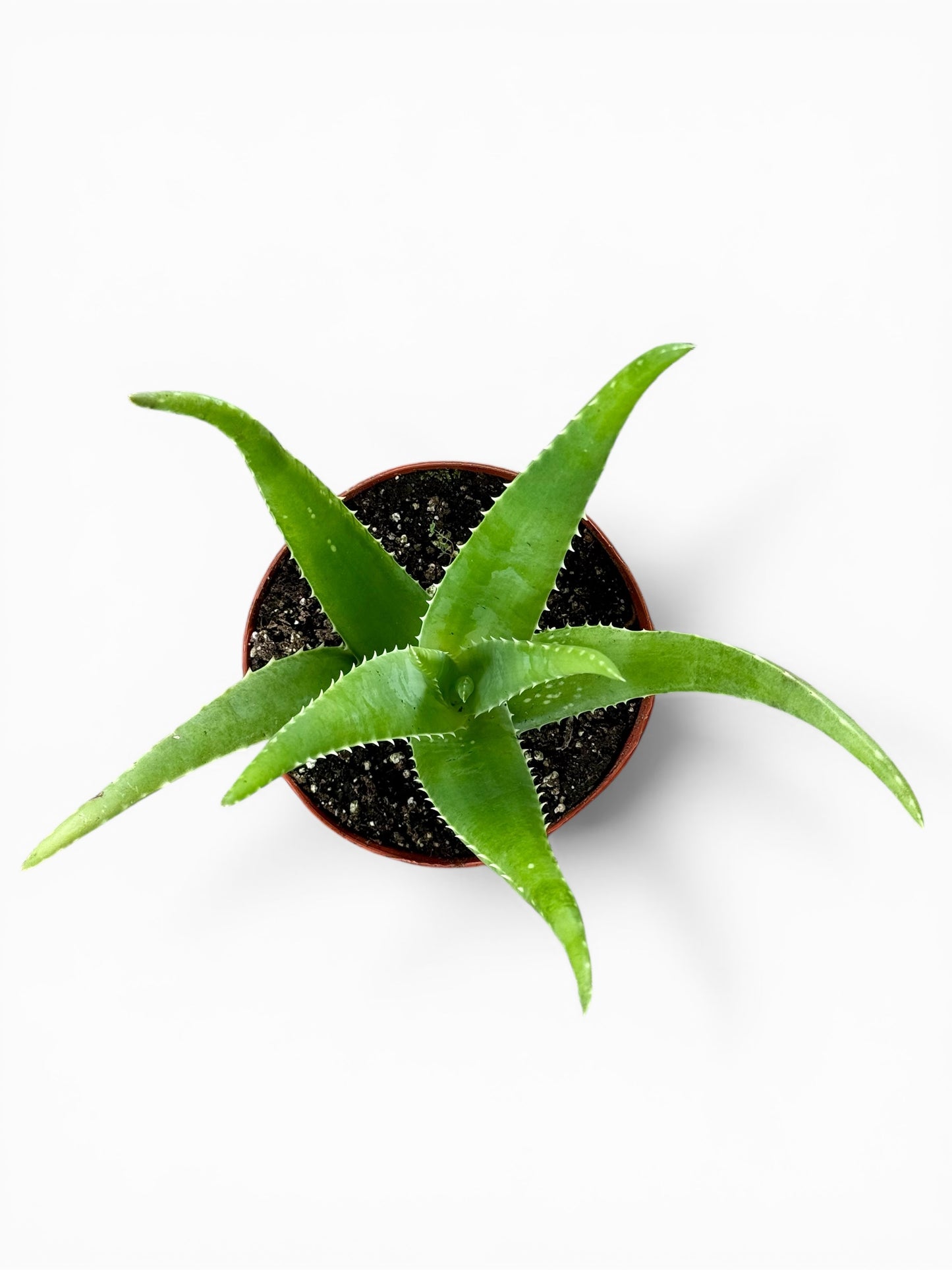 6” Aloe Vera