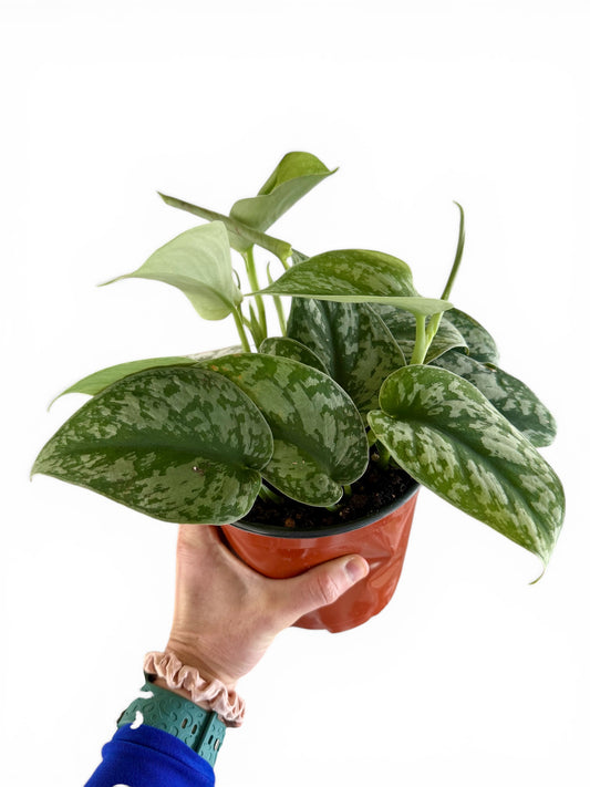 6" Pothos Silver Satin