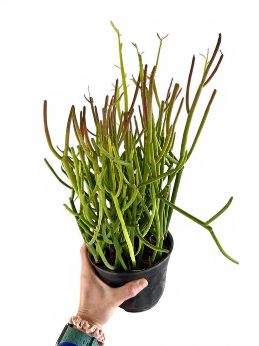 6” Cactus Fire Stick