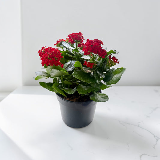 6" Kalanchoe
