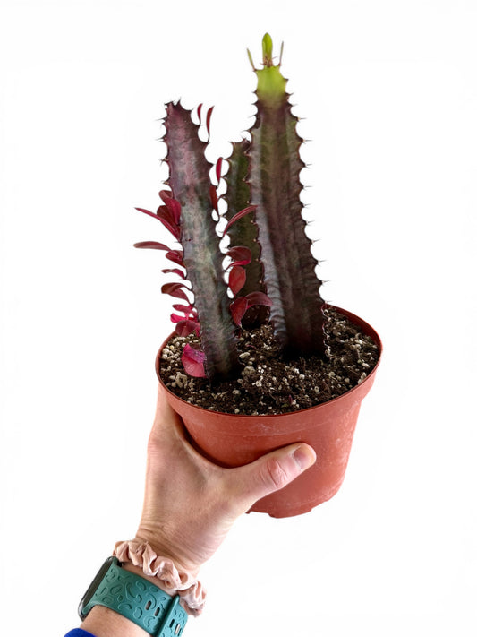 6" Succulent Euphorbia Trigona Red