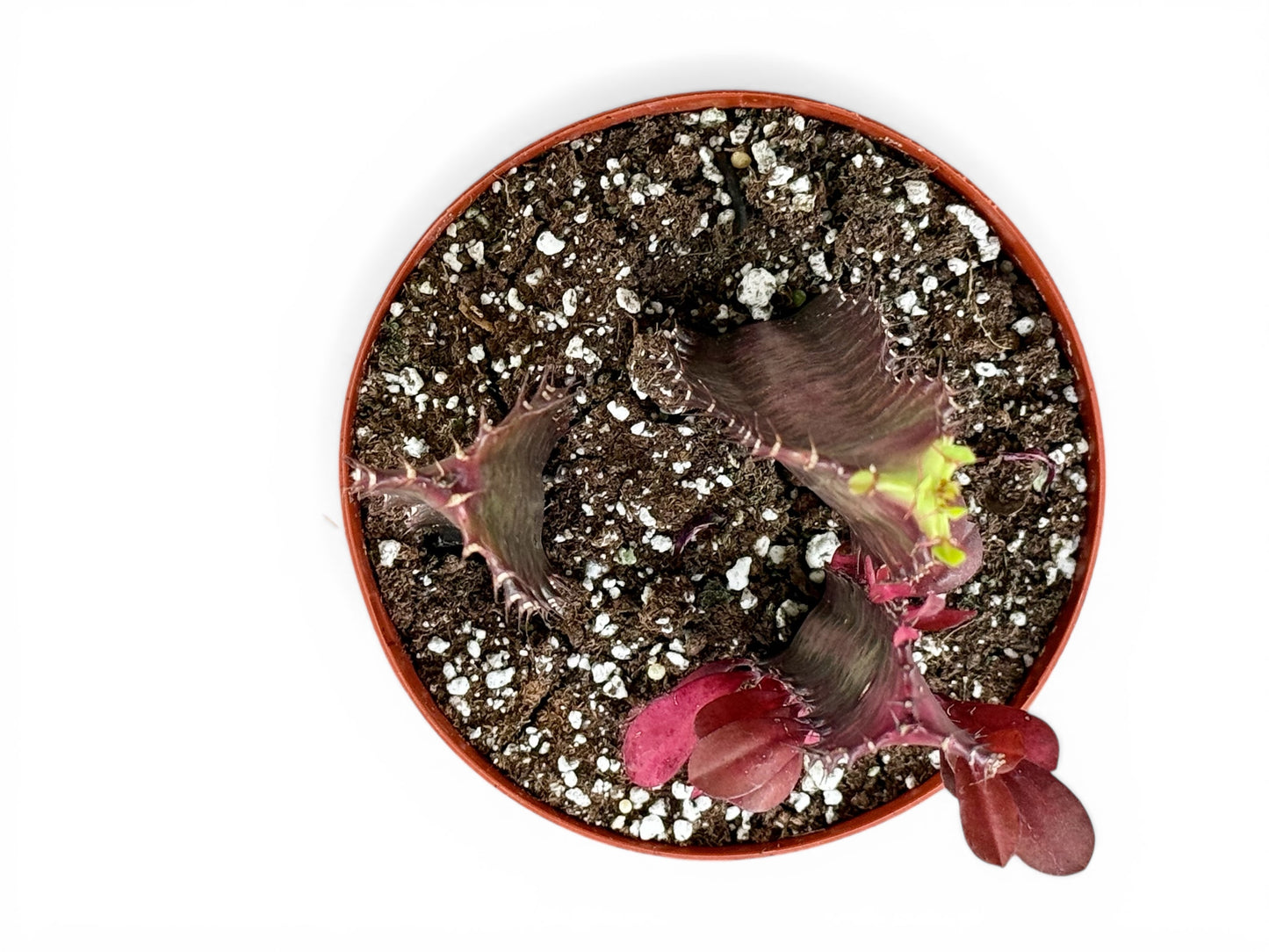 6" Succulent Euphorbia Trigona Red